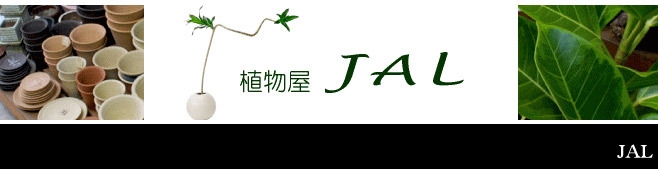 A JAL(W)